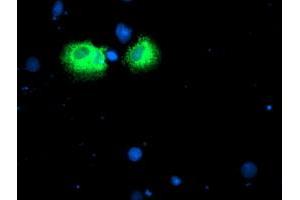 Anti-IDS mouse monoclonal antibody (ABIN2455542) immunofluorescent staining of COS7 cells transiently transfected by pCMV6-ENTRY IDS (RC219187). (IDS anticorps)