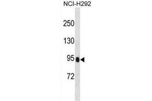 PRSS36 Antibody (Center) (ABIN1881693 and ABIN2838798) western blot analysis in NCI- cell line lysates (35 μg/lane). (PRSS36 anticorps  (AA 288-317))