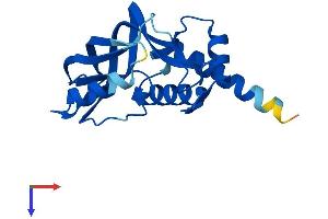 AlphaFold protein structure predicition of Human Recombinant CHAC2 Protein, UniprotID Q8WUX2