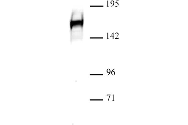 DROSHA anticorps  (C-Term)