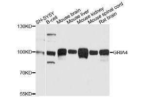 Western blot analysis of extracts of various cell lines, using GRIA4 antibody.