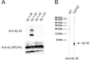 A: ECL detection of different synthetic Abeta species with anti-Abeta 40 (dilution 1 : 1000) and a monoclonal anti-Abeta antibody (clone NT244, cat. (Abeta 1-40 anticorps)
