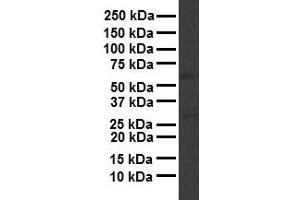 WB Suggested Anti-APOH antibody Titration: 1 ug/mL Sample Type: Human liver