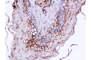Formalin-fixed and paraffin embedded rat stomach labeled with Anti-Ghrelin 28 Polyclonal Antibody, Unconjugated  at 1:200 followed by conjugation to the secondary antibody and DAB staining (Ghrelin anticorps  (AA 24-51))