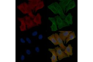 CHCHD6 Mouse Monoclonal Antibody staining Hela cells by IF/ICC.