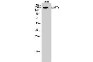 Western Blotting (WB) image for anti-Myosin Phosphatase, Target Subunit 1 (PPP1R12A) (Thr103) antibody (ABIN3176190) (PPP1R12A anticorps  (Thr103))