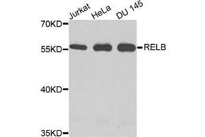 Western blot analysis of extracts of various cells, using RELB antibody. (RELB anticorps)