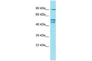 Western Blotting (WB) image for anti-Family with Sequence Similarity 171, Member A2 (FAM171A2) (C-Term) antibody (ABIN2791530) (FAM171A2 anticorps  (C-Term))