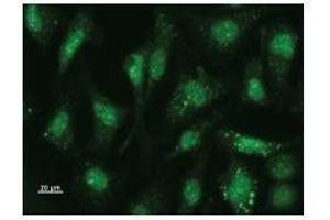 Immunostaining analysis in HeLa cells. (USF2 anticorps)
