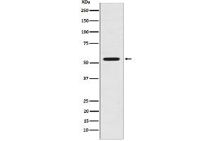Western blot analysis of LMAN1 expression in HeLa cell lysate. (Recombinant LMAN1 anticorps)