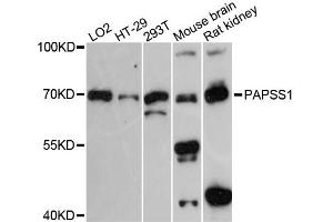 Western blot analysis of extracts of various cell lines, using PAPSS1 antibody. (PAPSS1 anticorps)