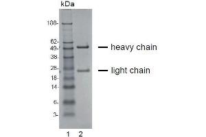 SDS-PAGE analysis of purified KH-4F5 monoclonal antibody.