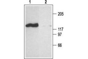 Western blot analysis of rat brain membranes: - 1. (CNGA2 anticorps  (C-Term, Intracellular))