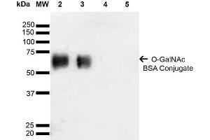 Western Blot analysis of Glycoconjugates showing detection of 67 kDa GalNAc-BSA using Mouse Anti-GalNAc Monoclonal Antibody, Clone 9B9 . (O-GalNAC anticorps (Atto 594))