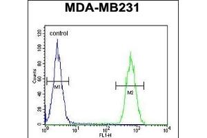anti-Clathrin, Light Chain A (CLTA) (AA 99-127) antibody