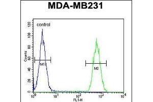 CLTA Antibody (Center) (ABIN652956 and ABIN2842611) flow cytometric analysis of MDA-M cells (right histogram) compared to a negative control cell (left histogram). (CLTA anticorps  (AA 99-127))