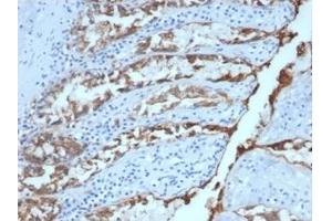 Formalin-fixed, paraffin-embedded canine (dog) colon stained with Ep-CAM Mouse Monoclonal Antibody (EGP40/1384). (EpCAM anticorps  (Extracellular Domain))