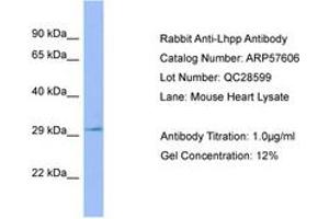 Image no. 1 for anti-Phospholysine Phosphohistidine Inorganic Pyrophosphate Phosphatase (LHPP) (C-Term) antibody (ABIN6749941)