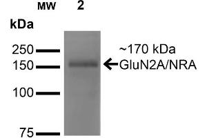 Western Blot analysis of Monkey COS cells transfected with GFP-tagged NR2A showing detection of ~170 kDa GluN2A/NR2A protein using Mouse Anti-GluN2A/NR2A Monoclonal Antibody, Clone S327-95 . (NMDAR2A anticorps  (AA 75-325) (PerCP))