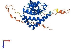 AlphaFold protein structure predicition of Mouse Recombinant Srrd Protein, UniprotID Q8K2M3