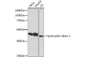 Western blot analysis of extracts of various cell lines, using Syntrophin alpha 1 Rabbit mAb (ABIN7270691) at 1:1000 dilution. (SNTA1 anticorps)
