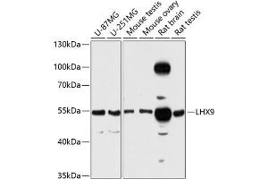 Western blot analysis of extracts of various cell lines, using LHX9 antibody (ABIN6128182, ABIN6143202, ABIN6143203 and ABIN6216456) at 1:3000 dilution. (LHX9 anticorps  (AA 1-70))