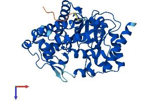 AlphaFold protein structure predicition of Mouse Recombinant Urod Protein, UniprotID P70697