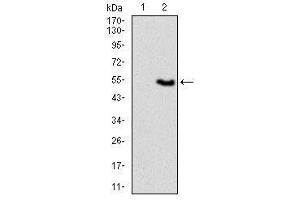 Image no. 3 for anti-Vav 1 Oncogene (VAV1) antibody (ABIN1490879) (VAV1 anticorps)