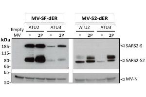 Western blot analysis of 884 SARS-CoV-2 S protein in cell lysates of Vero cells infected with the rMVs expressing SF-dER or S2-dER from either ATU2 or ATU3, with or without the 2P mutation. (SARS-CoV Spike anticorps  (AA 1124-1140))