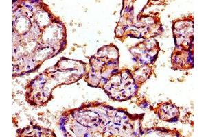 IHC image of ABIN7142217 diluted at 1:800 and staining in paraffin-embedded human placenta tissue performed on a Leica BondTM system. (PSMD7 anticorps  (Regulatory Subunit 7))