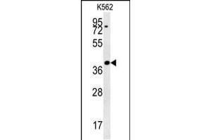 DGCR14 Antibody (Center) (ABIN657859 and ABIN2846816) western blot analysis in K562 cell line lysates (35 μg/lane).
