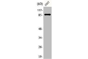 Western Blot analysis of COS7 cells using Phospho-Stat3 (S727) Polyclonal Antibody