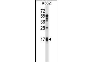 EDN2 Antibody (C-term) (ABIN657784 and ABIN2846758) western blot analysis in K562 cell line lysates (35 μg/lane). (Endothelin 2 anticorps  (C-Term))