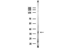 Western blot analysis of lysates from PC12 cells(LPS,4h treatment), using OR5 Antibody at 1/1000 dilution.