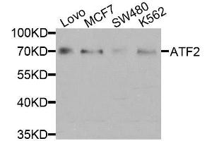 Western blot analysis of extracts of various cell lines, using ATF2 antibody.