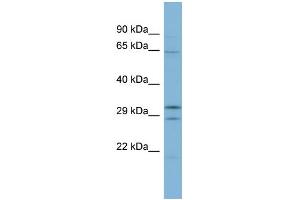 WB Suggested Anti-FAM131C Antibody Titration: 0.