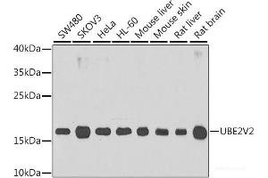 Western blot analysis of extracts of various cell lines using UBE2V2 Polyclonal Antibody at dilution of 1:1000. (UBE2V2 anticorps)