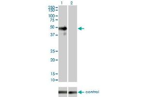 Western blot analysis of MAPK9 over-expressed 293 cell line, cotransfected with MAPK9 Validated Chimera RNAi (Lane 2) or non-transfected control (Lane 1).
