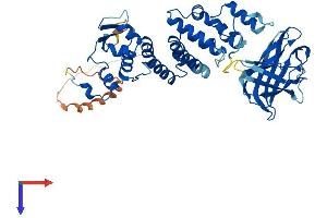 AlphaFold protein structure predicition of Mouse Recombinant Btbd1 Protein, UniprotID P58544