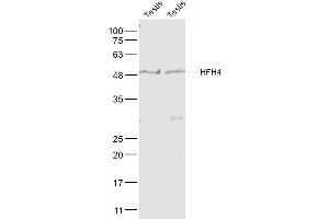 Lane 1: Mouse Testis lysates Lane 2: Rat Testis lysates probed with HFH4 Polyclonal Antibody, Unconjugated  at 1:1000 dilution and 4˚C overnight incubation. (FOXJ1 anticorps  (AA 161-260))