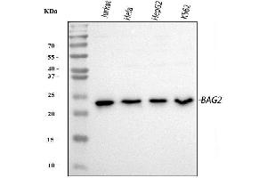 Western blot analysis of BAG2 using anti-BAG2 antibody (ABIN3043508).