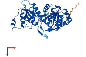 AlphaFold protein structure predicition of Human Recombinant PGP Protein, UniprotID A6NDG6