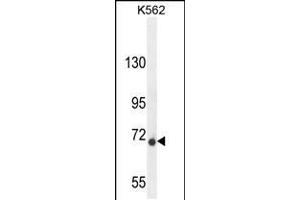 Western blot analysis in K562 cell line lysates (35ug/lane). (DPY19L1 anticorps  (C-Term))