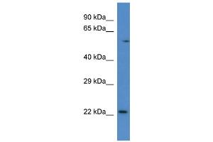 Rab10 antibody - C-terminal region  validated by WB using Mouse Kidney lysate at 1ug/ml.