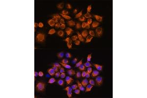 Immunofluorescence analysis of HeLa cells using A Rabbit pAb (ABIN3016751, ABIN3016752, ABIN3016753 and ABIN6219833) at dilution of 1:100.