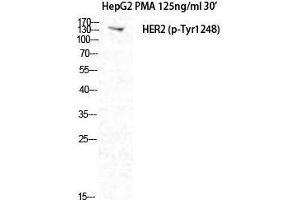 Western Blot (WB) analysis of HepG2+PMA cells using Phospho-Neu (Y1248) Polyclonal Antibody. (NEURL anticorps  (pTyr1248))