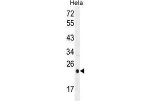 UQCRFS1 Antibody (C-term) western blot analysis in Hela cell line lysates (35 µg/lane). (UQCRFS1 (Complex III Subunit Rieske) (AA 188-217), (C-Term) anticorps)
