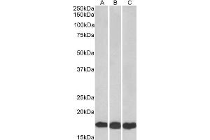ABIN184900 (0. (UBE2L3 anticorps  (C-Term))