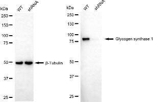 Western blotting analysis using glycogen synthase 1 antibody (ABIN7798773). (Recombinant Glycogen Synthase 1 anticorps)