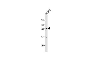 Anti-OLIG3 Antibody (Center)at 1:2000 dilution + MCF-7 whole cell lysates Lysates/proteins at 20 μg per lane. (OLIG3 anticorps  (AA 161-196))